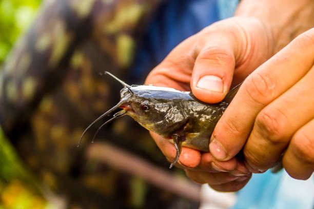 a young brown bullhead fish (Ameiurus nebulosus) in hands close-up of a young brown bullhead fish (Ameiurus nebulosus) in hands bullhead fish stock pictures, royalty-free photos & images