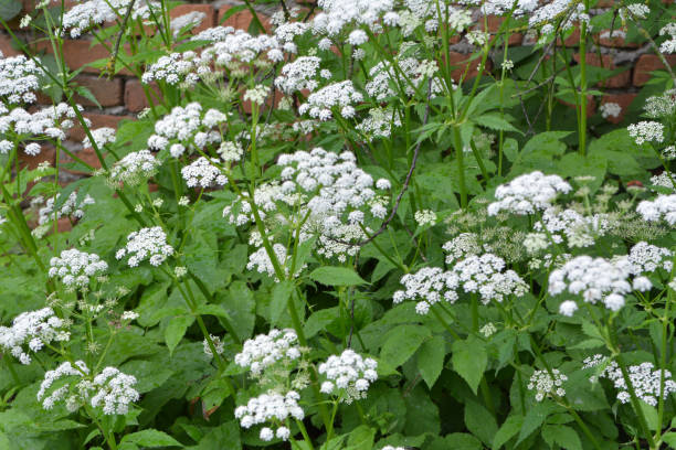 istock Aegopodium podagraria grows as a weed in nature 1413308941
