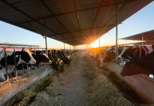 Cows Feeding From Trough Friesian cows feeding from trough on dairy farm. beef cattle feeding stock pictures, royalty-free photos & images