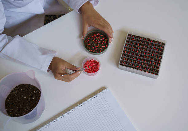 Close up of hands examining melon seeds in a laboratory