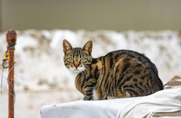 Tortoiseshell Cat in Rethymnon Town on Crete, Greece