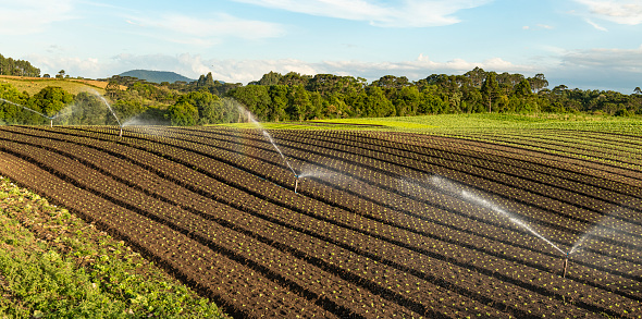 Image of agricultural sprinklers irrigating the lettuce plantation