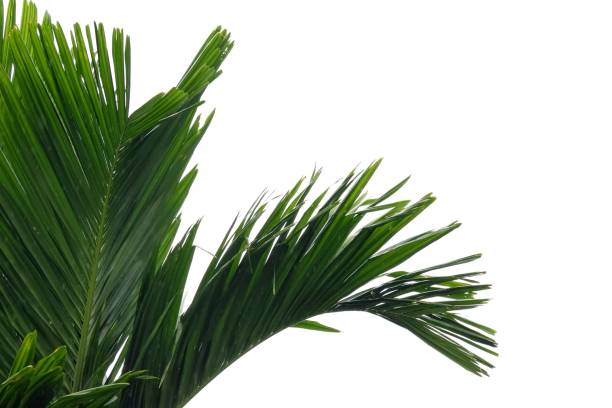 istock Palm leaves with branches on white isolated background for green foliage backdrop 1413313591
