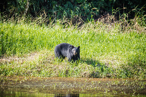 The American black bear (Ursus americanus) is a medium-sized bear endemic to North America. It is the continent's smallest and most widely distributed bear species. American black bears are omnivores, with their diets varying greatly depending on season and location.