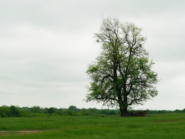 istock Lone tree growing in a meadow in a farm 1413314429