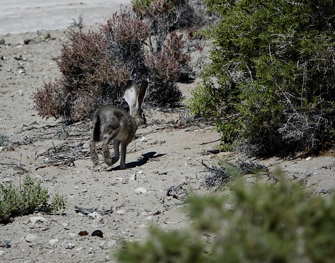 Running jack rabbit.