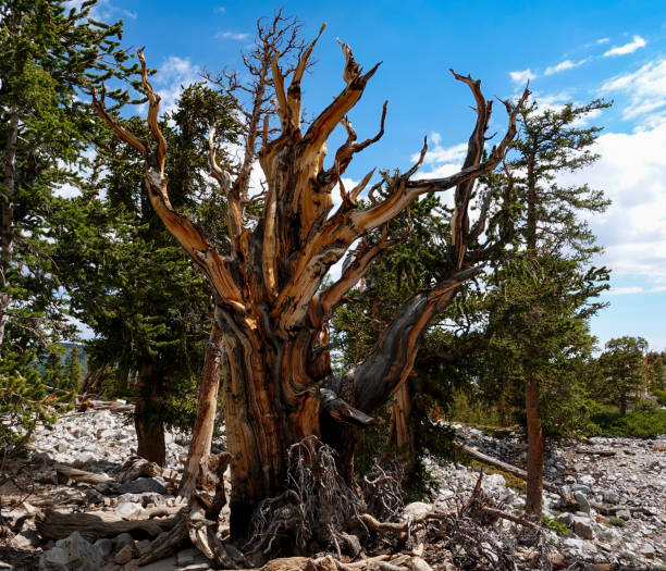 alten bristlecone kiefer - großes becken stock-fotos und bilder