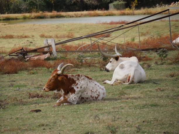istock Two cows lying in a grassy pasture 1413316847