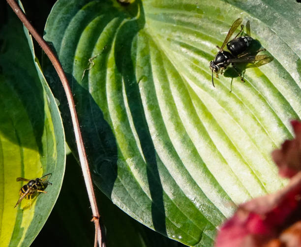 istock Large black and yellow bee 1413316856