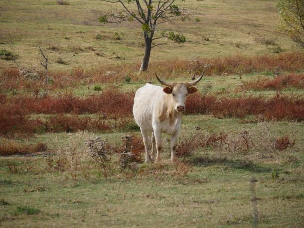 istock A white and brown cow standing on a grassy field 1413316900