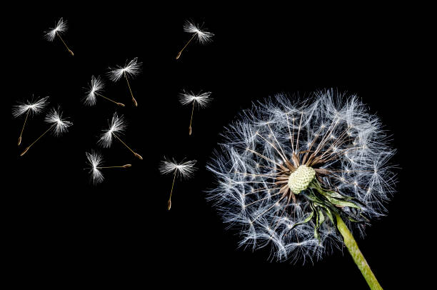 istock Dandelion and flying seeds on black background 1413318112