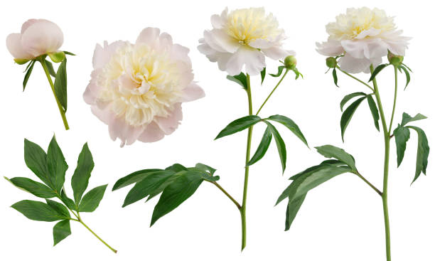 stem with leaves and flower of a tree-shaped maroon peony, isolate for clipping on a white background - flower head bouquet built structure carnation imagens e fotografias de stock