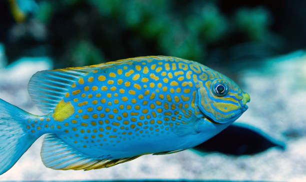 Pasar Rabbit Fish 970+ Rabbit Fish Foto Stok, Potret, & Gambar Bebas Royalti - iStock