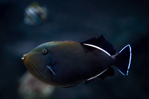 Indian triggerfish floating or swimming underwater in the sea Indian triggerfish floating or swimming underwater in the sea, marine life concept indian triggerfish or melichthys indicus stock pictures, royalty-free photos & images