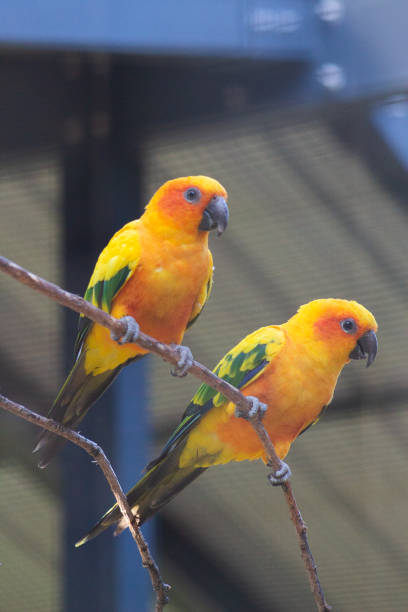 istock Pair of Sun Conures 1413320233