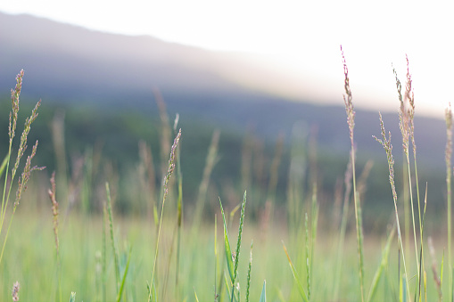 Blades of grass in foreground, mountains in background