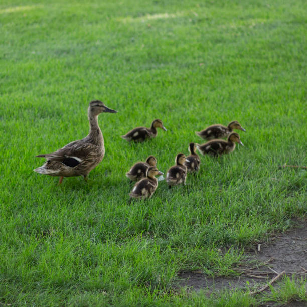 istock Mother Duck Following Ducklings 1413320428