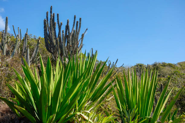 Bushes and cactus plant in a mountain environment.