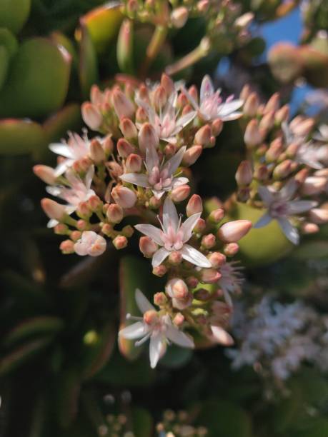 istock White Pink Flowers in Bloom On A Jade Plant 1413326608