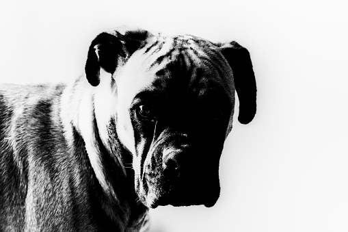 dog head silhouette, portrait of boxer breed dog looking at us, on white background. black and white photo