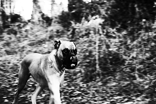 portrait boxer breed dog running in a forest. black and white photo