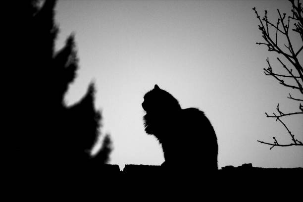 cat sitting on a low wall between trees and the sky before nightfall during twilight. black and white photo