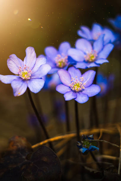 spring flower with dew drops in the sun, blue anemones spring flower with dew drops in the sun, blue anemones, forest flowers, spring forest anemone apennina stock pictures, royalty-free photos & images