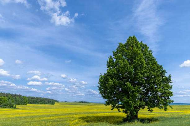 istock Yellow-flowering rapeseed in the summer 1413327527