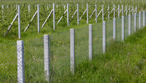 istock Young apple seedlings in an orchard 1413327538