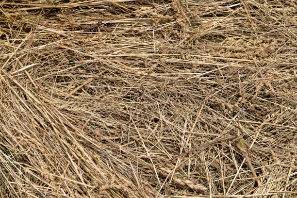 istock Drying of grass for obtaining and storing hay 1413327723
