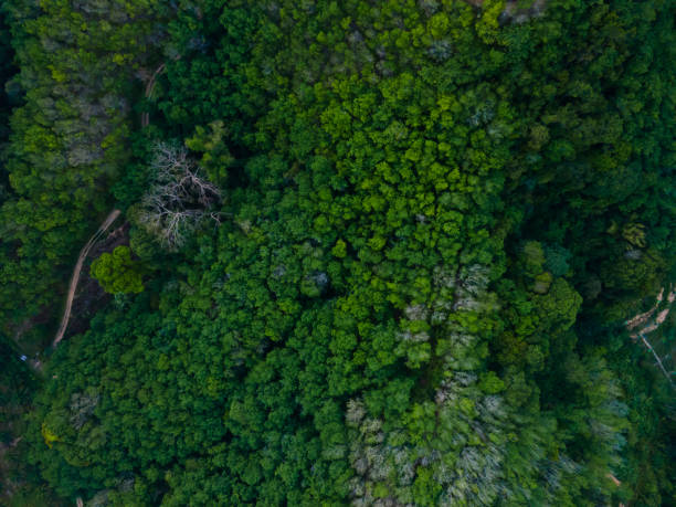 istock Beautiful green tree and top view forest tree 1413328300