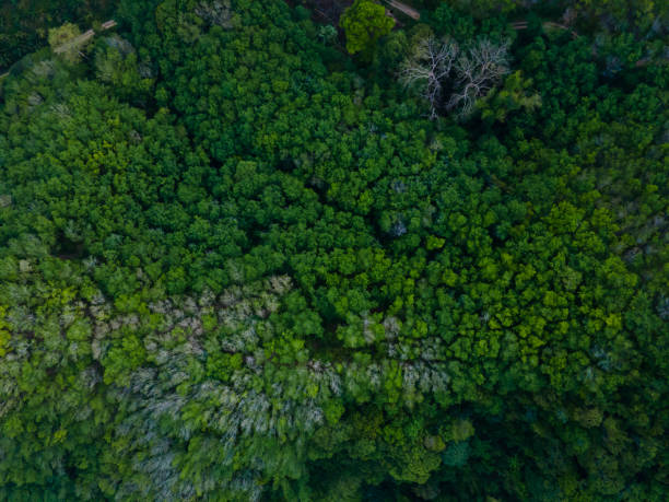 istock Beautiful green tree and top view forest tree 1413328303