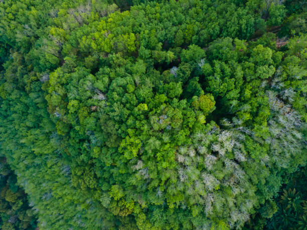 istock Beautiful green tree and top view forest tree 1413328307
