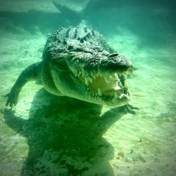 Photo of Crocodile