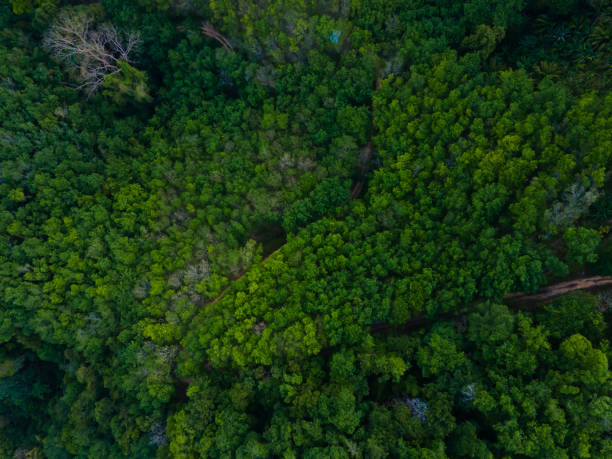 istock Beautiful green tree and top view forest tree 1413328380