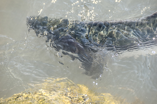 A salmon can be seen swimming in a clear pool.
