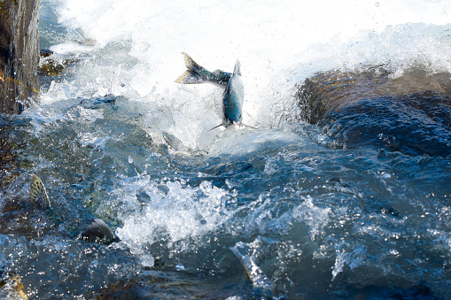 Sheer instinct drive the salmon to their breeding grounds. Nothing will stop the urge to move forward. This Salmon has made it this far with brute strength and determination. A moment in flight is captured as this salmon has made it over the rapid waters. Many such as this will make the quest to Valdez, Alaska, completing the circle of life. Loop