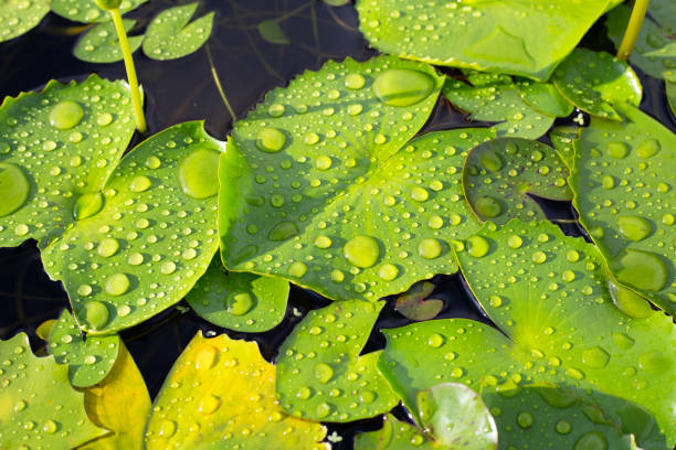 istock Lotus leaves with raindrops. Water lily pond 1413331645