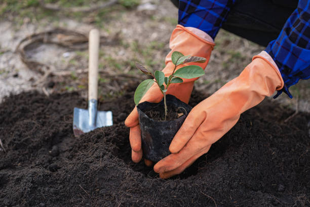 istock Mobile plants growing and Eco concept and green earth. Blurred background. Copy space for text. 1413331742