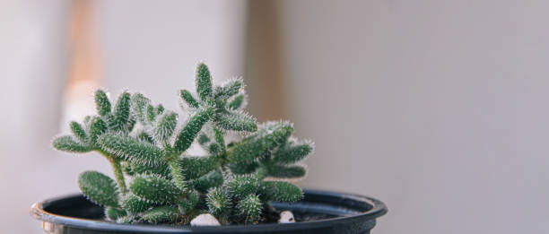 succulent delosperma echinatum, grown in terracotta pots in greenhouses, pickle plant or ice plant - buz çiçeği stok fotoğraflar ve resimler