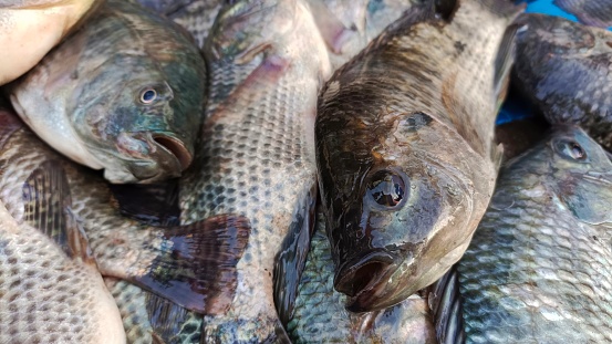 Nile tilapia fish