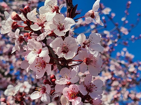 A blooming plum tree looks much like the famous cherry blossoms, but they are a different species