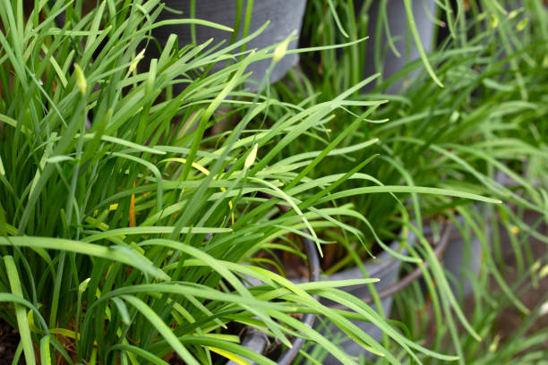 istock Fresh Chinese Chive leaves with flower 1413334392