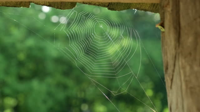 Close up glowing spiderweb or cobweb on background of forest early morning