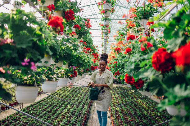 femme afro-américaine travaillant dans une pépinière de plantes à fleurs de serre - garden center flower women plant photos et images de collection