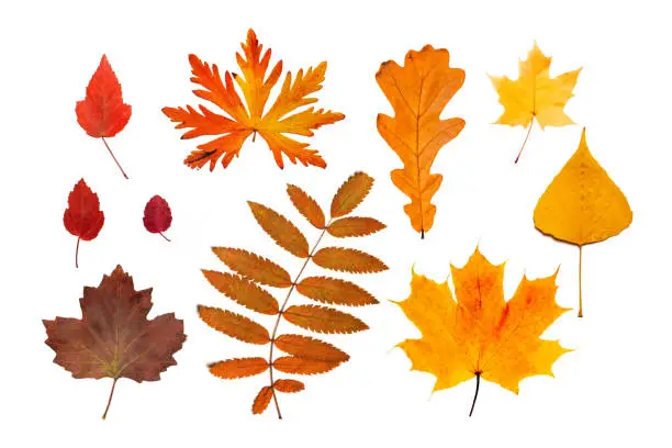 Photo of Set of different autumn leaves isolated on white.