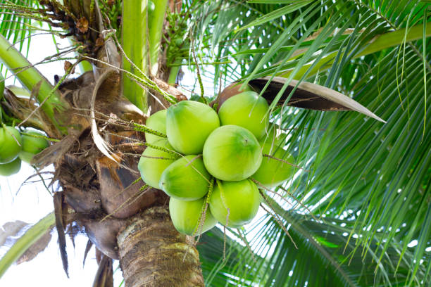 istock Coconut tree with bunches of coconut fruits 1413337978