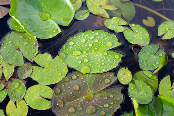 istock Lotus leaves with raindrops. Water lily pond 1413339287