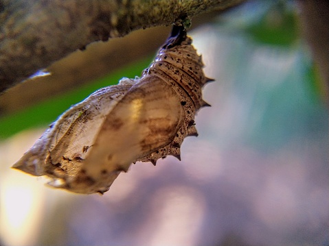 Brown pupa on tree branches
