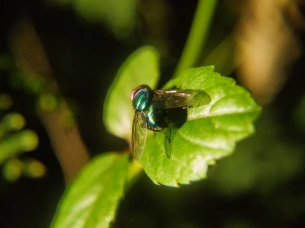 Calliphora vomitoria, known as the blue bottle fly, orange-bearded blue bottle, or bottlebee is a species of blow fly, a species in the family Calliphoridae. Calliphora vomitoria is the type species of the genus Calliphora. It is common throughout many continents including Europe, Americas, and Africa.